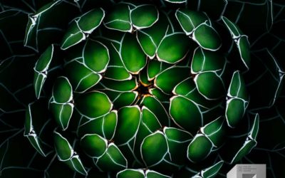 FINE ART PHOTOGRAPHY AWARDS の結果